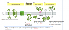 Membranproteinerne fungerer som dørvogtere, så kun de stoffer, som skal have adgang gennem kanalen får adgang.
Der findes 4 slags membran proteiner
1. Transport proteiner som fungerer som en kanal med hydrofil inderside og hydrofob yderside så det passe