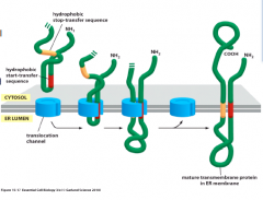 Frie Ribosomer, der syntetiserer ER proteiner, starter med at danne N-terminalen hvor signal sekvensen sidder. Når signalet er syntetiseret binder der sig et cytosol protein til det der hedder signal-recognition partikle (SRP- signal sekvensen) og ribosom
