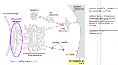 I de exocytiske pathways findes der også en regulatorisk, specielt i celler i sekretions kirtler. Der produceres mange proteiner i ER (f.eks. hormoner) og de pakkes i vesikler (sortering og pakning sker i trans netværket) der transportere dem til indersid