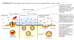 Vesikler fra plasmamembranen går til lysosomerne der nedbryder fangsten. Når molekylet er nedbrudt går byggeklodserne ud i cytosolen hvor cellen kan genbruge dem. 
Der er forskellige typer af endocytose: 
1.	phagocytose – store partikler. Inde i cellen