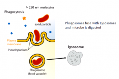 En bakterie, "føde", skadet celle eller snavs fanges  i memebranen og afsnøres til en  vesikel inde i cellen. Angribes herefter af lysosomer og nedbrydes.