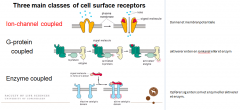 Membran receptorer.
1. ionkanaler – Danner et membranpotentiale => elektrisk strøm
2. G-protein-koblede receptorer – aktiverer enten en ionkanal eller et enzym.
3. Enzym-koblede receptorer – opfører sig enten som et enzym eller aktiverer et enzym inden