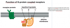 G-protein-koblede receptorer. (den største familie)
De kan formidle mange typer af signal molekyler (hormoner, lokale mediatorer, neurotransmittere ?) og de kan både være hurtige og langsomme. Det er opbygget af en enkelt polypeptidkæde der krydser plasm