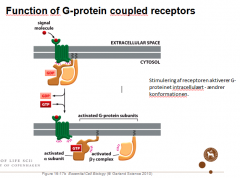G-proteinet er en trimer der består af tre proteiner. Den generelle opbygning: 3 underenheder alfa, beta og gamma. To af dem er tøjret til membranens inderside af lipid haler. Når proteinet ikke er stimuleret er der bundet et GDP molekyle til alfa enheden