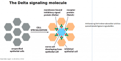 Inhiberer og forhindrer naboceller i at blive specialiserede ligesom signalcellen.
