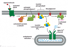 Signalmolekyle sætter sig på g-proteinkoblet membranbundet receptor, der aktiverer g-proteiner.
g-proteinet sætter gang i reaktioner, der åbner
Ca2+ kanalen i ER.
Ca2+ aktiverer PKC.