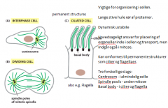 Mikrotubuli er vigtige for organiseringen i cellen. De er opbygget som lange stive hule rør af proteiner. De er dynamisk ustabile, hvilket betyder at de forsvinder (helt eller delvist) og bygges op hele tiden. De opbygget ud fra et centralt organiserings 