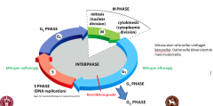 Cellecyklus består af 4 faser
1. M fasen 
2. G1 fasen
3. S fasen
4. G2 fasen
G1, S og G2 faserne indgår alle i interfasen
1. Interfasen
2. profasen
3. Prometafase
4. Metafase
5. Anafasen
6. Telofase /cytokinese
Mens mitosen kan inddeles i prof