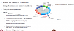 Mitosen - Søsterkromatiderne skilles - celledeling