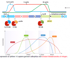 Regulatoriske proteiner, som regulerer CDK-aktivitet ved binding til CDK'er. De dirigerer CDK til targetproteiner og opdeles i 4 grupper, der er aktive på hvert deres tidspunkt i cellecyklus.