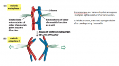 I anafase I trækkes kromosomerne fra hinanden og søsterkromatiderne trækkes fra hinanden (obs! Det er stadig de ”rigtige” kromatider der hører sammen, men de har byttet noget af kromatidet med de andre ved overkrydningen). Hver med overkrydsningen fra den