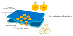 Gab junctions: proteiner mellem cellerne der skaber små kanaler hvor ioner kan passere.