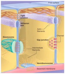 Hemidesmosomer: binder sig til intermediærfilamenterne i en celle og til basal membranen. Binder altså cellen fast til basalmembranen.