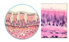• alle celler har kontakt med basalmembranen, men ikke med lumen
• cellerne har kerner i forskellig højde
• der findes bægerceller (slimproducerende)
• kan have
o kinocilier: 
• eks. i respirationsepithel
o Stereocilier er meget lange mikrovilli som
