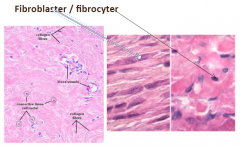 En slags bindevævscelle, fiks celle
Fibroblast/fibrocyt (findes i alt bindevæv): syntetiserer (kollagene + elastiske)fibre og grundsubstans 
o Fibroblaster: Aktive, lidt opsvulmet celle + større cellekerner
o Fibrobestemzcyter: inaktive