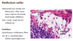 En slags bindevævscelle, fiks celle

Reticulumceller (findes kun i bestemte typer bindevæv): 
o Stjerneformede, runde kerner, syntetiserer retikulære tråde som de danner netværk med. 
o Kan fagocytere
• Spise andre celler (fx forsvarsmekanisme eller 