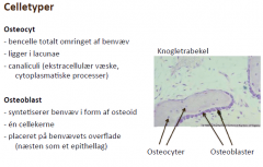 • Osteocyt: osteoblaster omgivet af deres eget matrix(lacunae). Udgør hovedvægten af cellerne i benvævet.