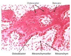• Mesenchymt bindevæv modtager signal -> laves til osteoblaster
• Osteoblaster udskiller osteoid
• Osteoblaster omdannes til osteocyter
• => sender signal ud til det omkringliggende mesenchym lag til at omdannes til osteblaster