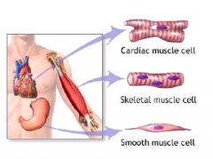 Skeletmuskulatur er viljestyret (undtagen den muskel der trækker pungen op ved faresignaler)
Hjertemuskulatur er viljestyret til en vis grad 
Glat muskulatur er autonomt styret.