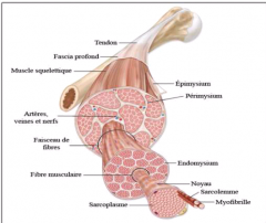 Muskelfibre=myocyter=muskelceller
Nr. 3 - et fiberbundt består af mange muskelceller