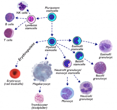 Granulocyter:
- Neutrofile granulocyter
- Eosinofile granulocyter
- Basofile granulocyter
Agranulocyter:
- Monocyter
- Lymfocyter
--- T-lymfocyter
--- NK-lymfocyter
--- B-lymfocyter
Trombocyter