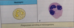 Er også en vandrende bindevævscelle
• Kan fagocytere
• Kan dræbe bakterier ved at frigive indeholdet fra deres granulae til omgivelserne (de dør *** selv i denne proces) – ikke fagocytose
• Lobulerede kerner med heterokromatin (DNA’et bruges ikke længe