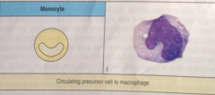 • Findes i blodet, ved navnet monocyt. Sætter sig også i (binde)væv =>makrofager
• Kan fagocytere, hvor den "sluger" store organismer
• Kendetegn: Meget stor celle med bønneformet kerne og meget cytoplasma