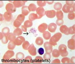 Kaldes også blodplader:

o Cytoplasmafragment fra megakaryocyter
o Ingen kerner
o Har α-granulae der indeholder koagulationsfaktorer, PDGF. 
o Har elektron-tætte granulae som er lager for nukleotidet andenin, histamin og calcium m.m. 
o Har glykogen
