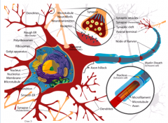 Et neuron har en cellekrop (soma) hvori den runde kerne ligger centralt placeret og indeholder en nukleol. Ud fra soma går der derdritter og én axon. For enden af axonet forgrenes dette i terminaler som hver ender i en synapse.