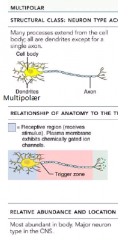 Multipolære neuroner(flest af):
• Fra soma udgår 1 axon og flere dendritter
• Udgør CNS og autonome ganglier i PNS
o (Autonom ganglie: samling af multipolære cellekroppe i autonome nerver)