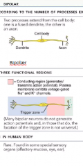 Bipolære neuroner:
•	Fra soma udgår 1 axon og 1 dendrit
•	Perifær gren ender i receptorer der er følsomme overfor energi i omgivelserne. Centralgrenen overfører besked til CNS når forgreninger af den perifære gren pirres.
•	I rødderne af kraniale/spina