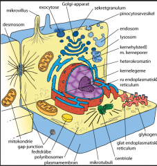 Cellen er omkranset af et dobbeltlipidlag (cellemembranen). Cellen består af cellekernen (med arvemasse) samt cytoplasma. Cytoplasma består af cytosol (væsken), og organellerne: mitokondrier (cellens kraftværk), ER, golgi kompleks, lysomer, perisomer og e