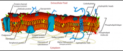 Består af et dobbelt lipidlag, der er delvist permabelt. I cellemembranen findes der membranproteiner, som hjælper stoffer igennem membranen. 
Disse transportproteiner kan opdeles i kanalproteiner (kun passiv transport) og carrier proteiner (aktiv og pas