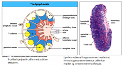 Medulla er sammenhængnende med hilum, og er mere lyst end cortex. Medulla indholder mange lymfatiske sinus. De lymfatiske sinus løber som sagt ind i kapslen, og danner lige under denne en subkapsulær sinus. Fra denne fortsætter corticale sinus, der løber 