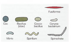 - Sfæriske(runde) = coccus
- Cylindriske(stave) = bacillus
- Skrueformede(helix) = spirillum (de stive af dem)
- Skrueformede(helix) = spirocethe (de bøjelige af dem)
- Korte krumme stave = vibrio
- Korte stave som kan forveksles med stave =coccobaci