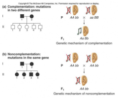 Heterogenitet:
Alleler i flere forskellige gener kan give den samme fænotype. Eks.: døvhed

Komplementation:
 Når 2 forældre med den samme (syge/mutant-) 
fænotype, får raskt afkom, er der tale om komplementation og dermed mutationer i forskellige 
