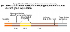 Promoter - starter transkribtion
Terminator - slutter transkribtion
exons - Dele af DNA, der koder for aminosyrer.
introns- Dele af DNA, der ikke koder for aminosyrer.
UTR -  5'- og 3'-utransla-terede sekvenser i mRNA’et