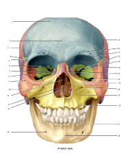 Label the anterior portion of the skull