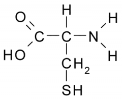 The sulfhydryl groups between two cysteines (amino acids) ) forms connecting bridges called _________.