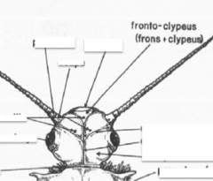 • Suture line between frons and clypeus, not visible in stoneflies