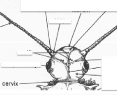 Region that head joined to thorax