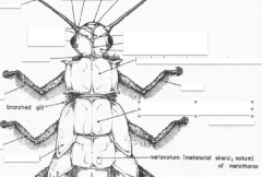 – Third and most posterior
segment
  » Metanotum 
  » Metasternum
– Bears hind legs and hind wings (if present)