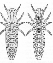 – Most terrestrial and some aquatic insects
• Multiple pairs of spiracles (8-10)