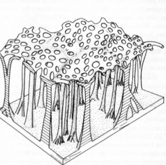 • Hydrofuge cuticular network
– Outgrowths of the area around spiracles
– Rise as columns from the body surface and divid on the top to form and open canopy
• Serves as a physical gill
• Examples
– Pupae of Coleoptera and Diptera
