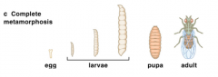 Egg-Larvae-Pupa-Adult

- 4 distinct changes
-Larvae have different instars