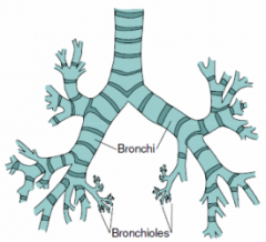 Airways in the lungs that lead from the bronchi to the alveoil.
