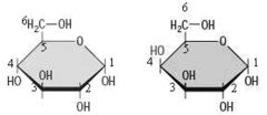 Wenn man die Formelbilder dieser beiden Monosaccharide vergleicht, so lässt sich folgende Feststellung treffen:
