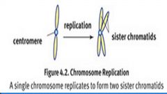 G1: Growth of organelles and size

S Phase: Genetic material replicates. Each chromosome will have 2 identical chromatids which are bound by the centromere. Note the ploidy number does not change. Still 2n, 46 chromosomes and 92 chromatids

G2: Growth