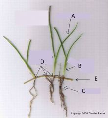 Label parts of the seagrass