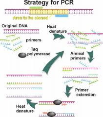 1st) Denaturation step: initial heating to about 94°C denatures the dsDNA (Template) into 2 single strands.

2nd) Annealing step: Transient cooling to 45-60°C allow the primers to bind (anneal) to their complementary sites on the sample DNA

3rd) Exte